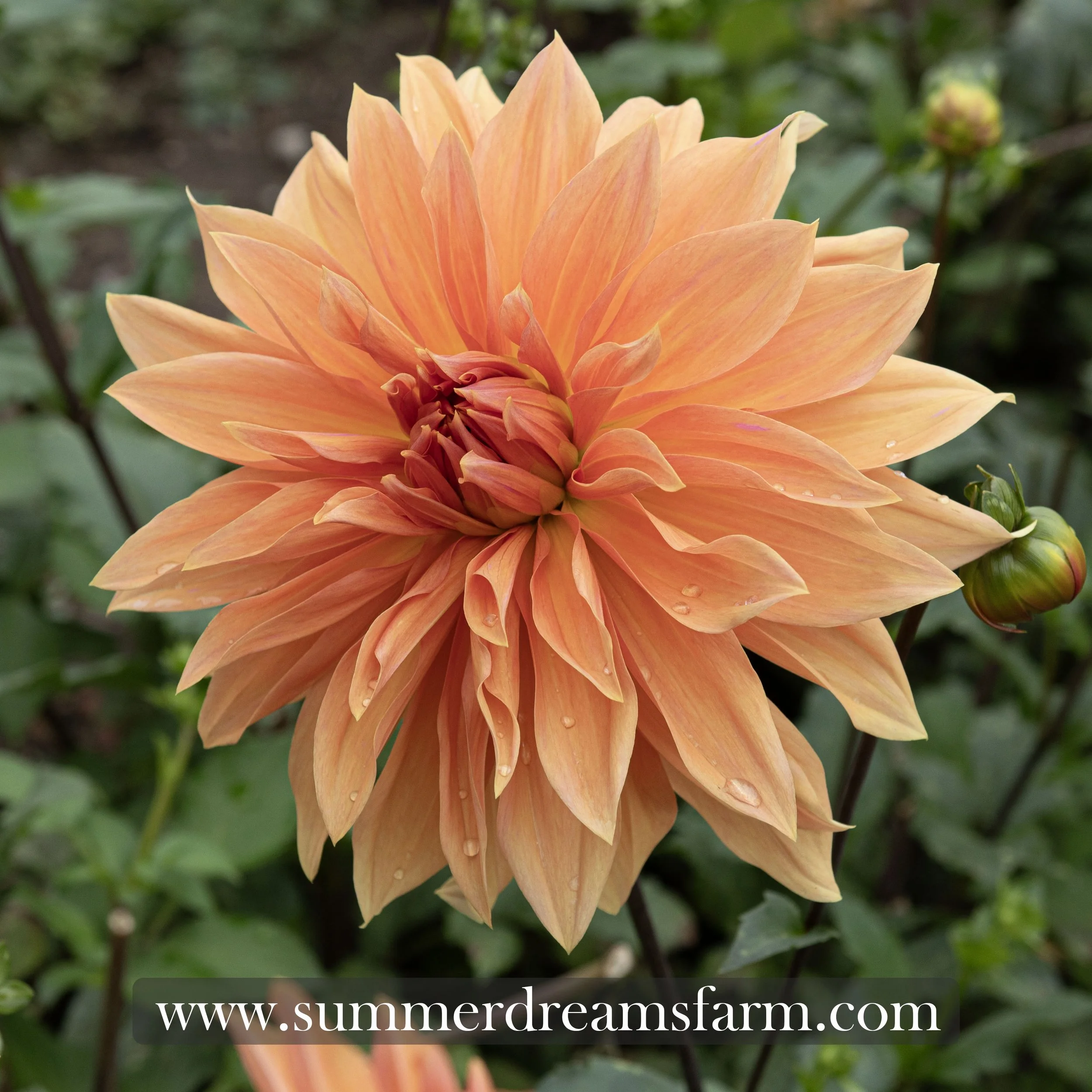 Dahlia - Babylon Bronze — Dahlia | SummerDreamsFarm